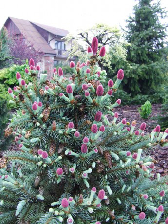 Picea pungens 'Hermann Naue'